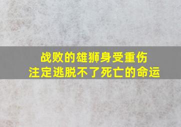 战败的雄狮身受重伤 注定逃脱不了死亡的命运